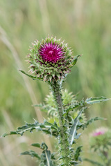 Carduus nutans leiophyllus