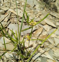 Vincetoxicum sibiricum