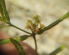 Vincetoxicum sibiricum