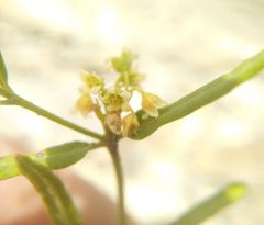 Vincetoxicum sibiricum