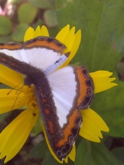 Nymphidium caricae