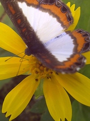 Nymphidium caricae