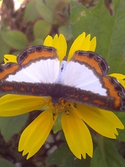 Nymphidium caricae