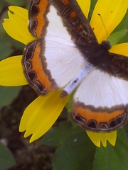 Nymphidium caricae