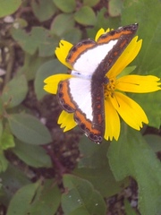 Nymphidium caricae
