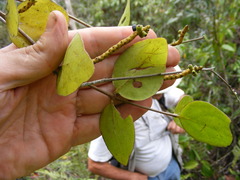Oryctanthus occidentalis