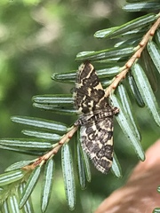 Anageshna