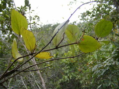 Oryctanthus occidentalis