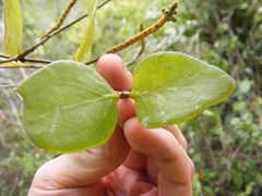 Oryctanthus occidentalis