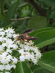 Spilomyia alcimus