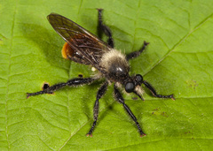 Laphria janus