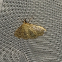 Crocidophora serratissimalis