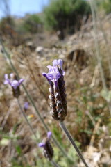 Lavandula multifida