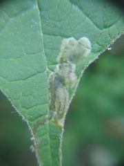 Amauromyza pleuralis