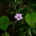 Argyreia boseana - Photo 由 S.MORE 所上傳的 (c) S.MORE，保留部份權利CC BY-NC