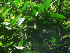 Archaeoprepona demophon