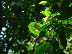 Archaeoprepona demophon