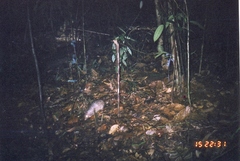 Long-Tailed Porcupine photo 3