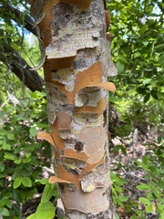 Metopium toxiferum image