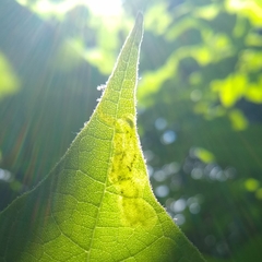 Amauromyza pleuralis