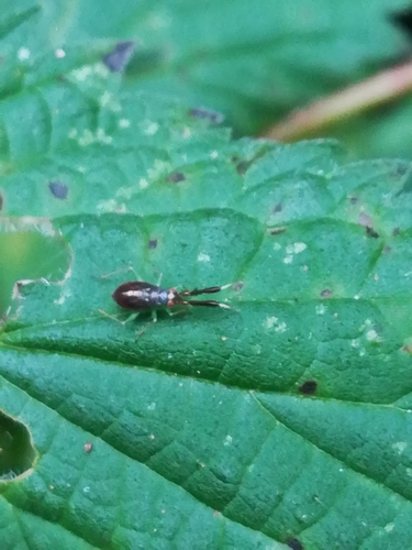 Common Flathorn Plant Bug