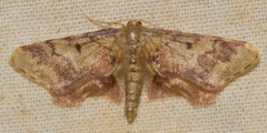 Idaea furciferata