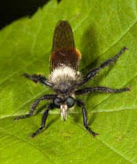 Laphria janus