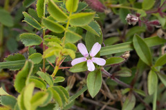Saponaria ocymoides