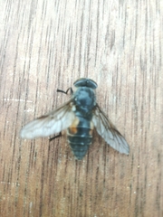 Hybomitra bimaculata