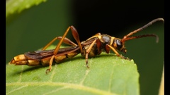 Necydalis cavipennis