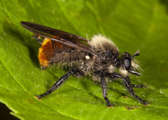 Laphria janus