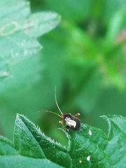 Halticini