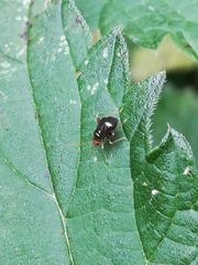 Halticini