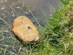 Arigomphus villosipes