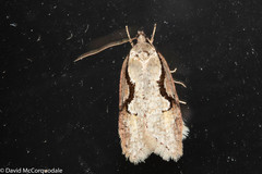 Semioscopis packardella