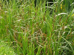 Carex riparia