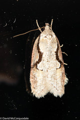 Semioscopis packardella