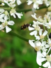 Orthops