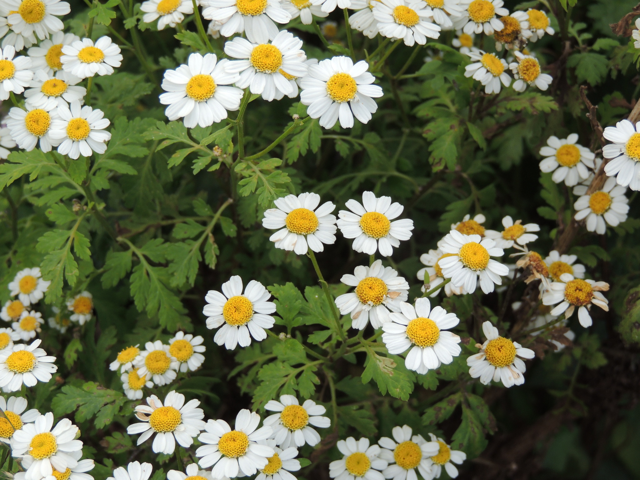 Tanacetum parthenium