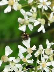 Orthops