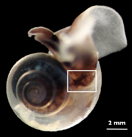 helicid pteropod