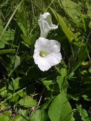 Calystegia spithamaea