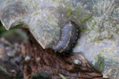 Glossiphoniidae