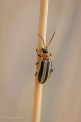 Acalymma trivittatum