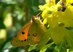 Colias fieldii