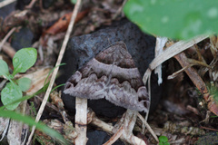 Dysgonia angularis