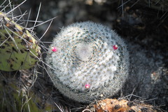 Mammillaria chionocephala
