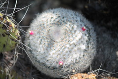 Mammillaria chionocephala