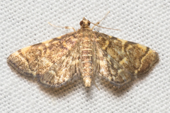Apogeshna stenialis