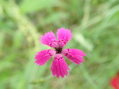 Microbotryum dianthorum